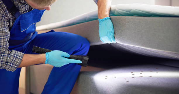 Best Spider Control Near Me  in Buttonwillow, CA