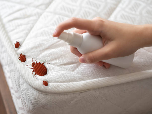 Best Mosquito Control Services  in Buttonwillow, CA