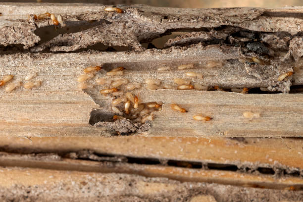 Best Affordable Pest Control Services  in Buttonwillow, CA