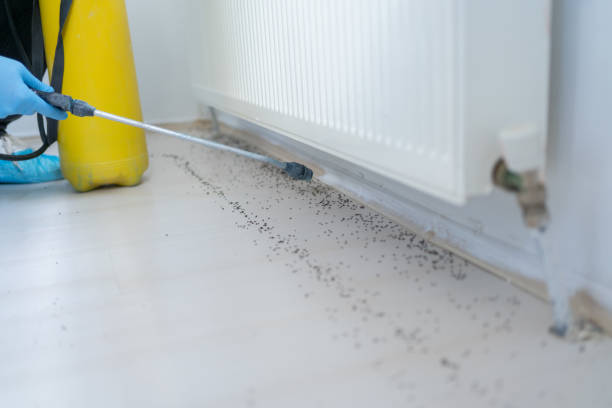 Best Emergency Pest Control  in Buttonwillow, CA