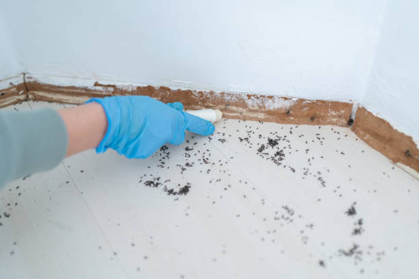 Best Rodent Control Near Me  in Buttonwillow, CA